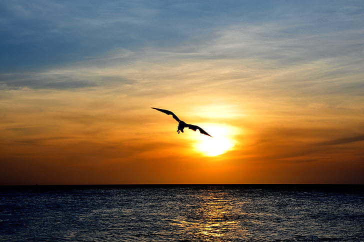 silhouette photo of bird flying on sea during golden hour