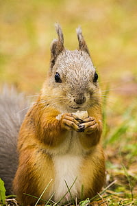 close-up photography of squirrel