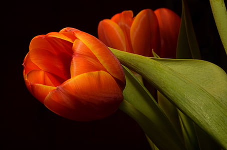 macro shot of orange tulip