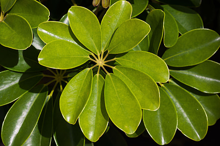 closeup photo of green leafed plant