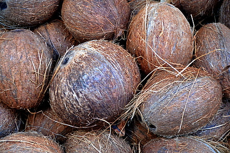 brown coconut fruit lot