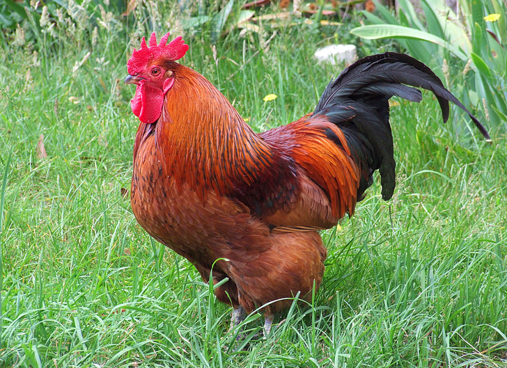 red and black rooster on grass field