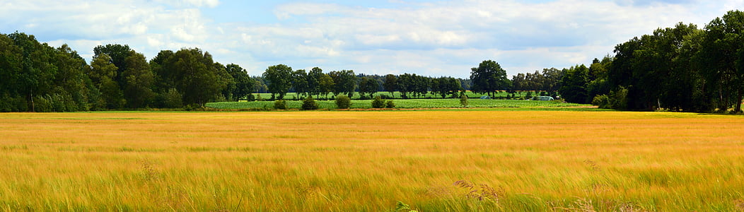 photography of wheat field