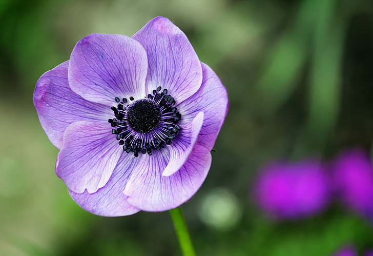 Royalty-Free photo: Macro shot photo of purple anemone flower | PickPik