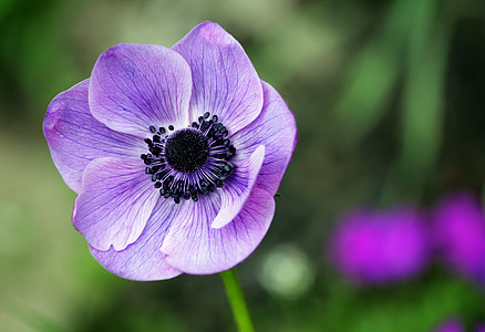 macro shot photo of purple anemone flower