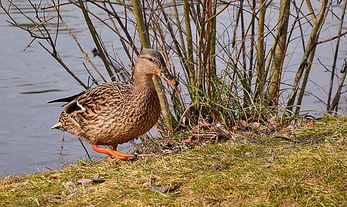 duck near body of water and plants