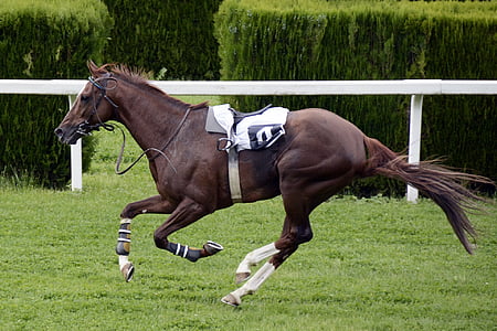 panning photography of black horse with saddle