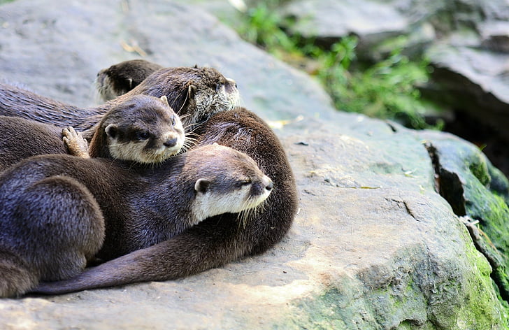 herd of otters laying on brown rock during daytime