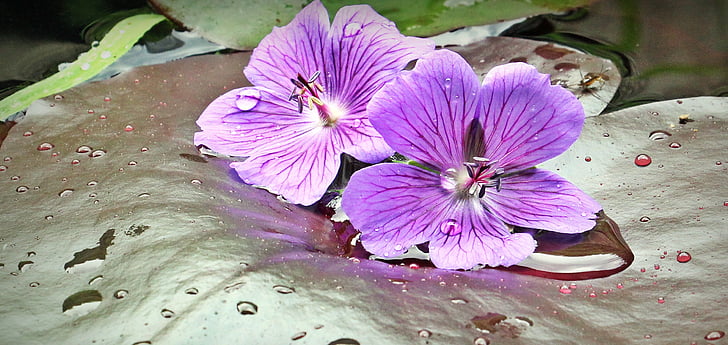 two purple petaled flowers on lily leaf