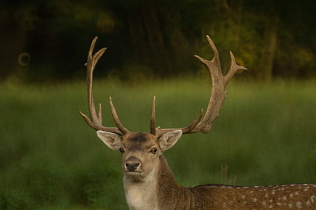 selective focus photography of brown deer