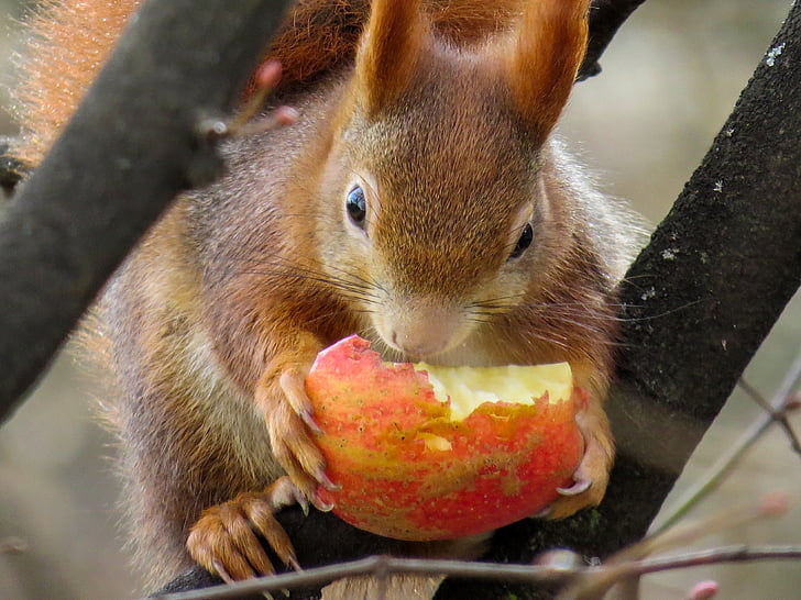 red squirrel holding apple