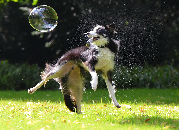 adult black and white border collie playing with bubbles