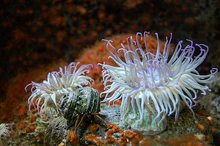 photo of underwater plants