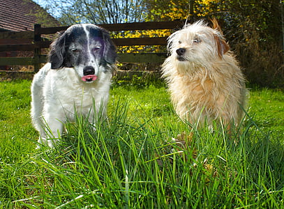 white and tan dogs on green grass