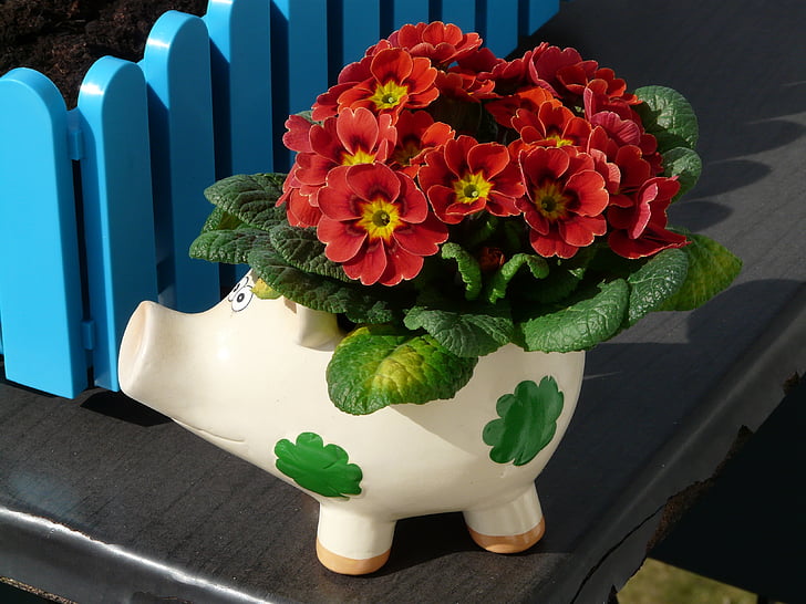 red petaled flowers with white pig pot
