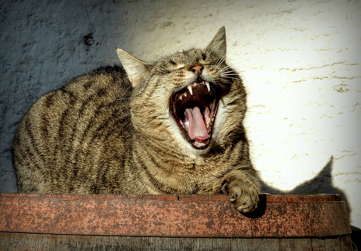 brown tabby cat opening mouth and lying