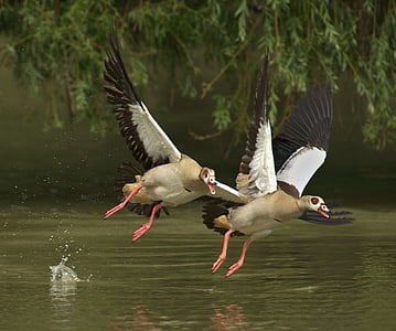 closeup photo of two geese flying above water