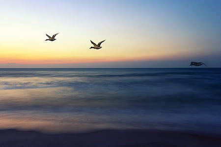 three gray birds flying above body of water at daytime