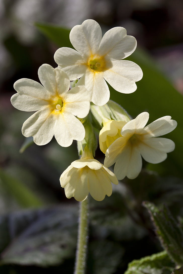 closeup photography of white-and-yellow petaled flowers