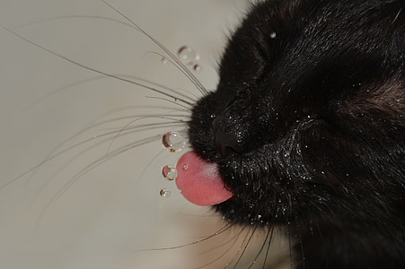 short-haired black cat