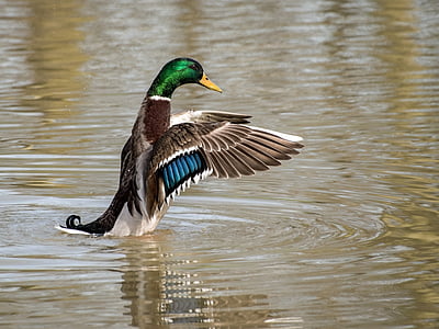 male mallard duck on body of water