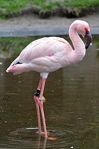 Flamingo on body of water