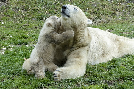 photograph of snow bear with baby snow bear on green grass field