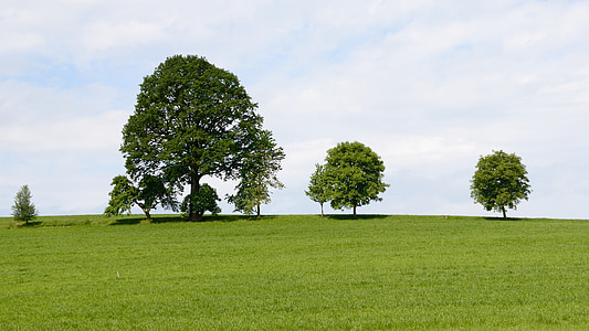 trees on hill