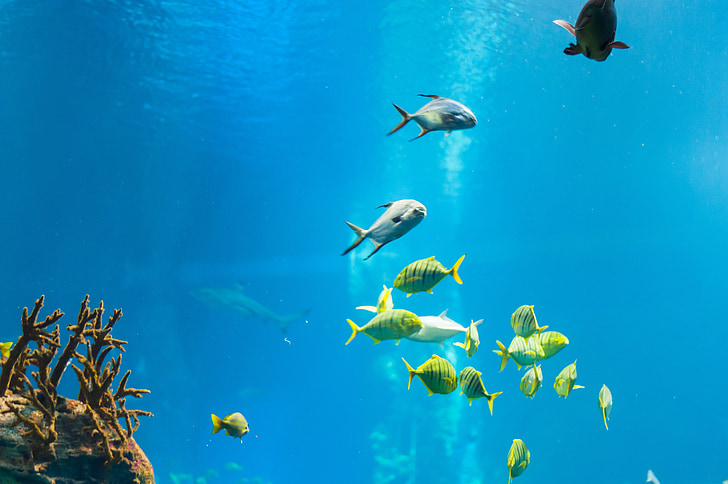school of assorted fish underwater during daytime