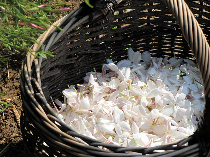white petaled flowers on basket