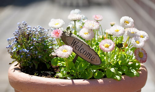 white petaled flower and welcome signage in brown ceramic pot