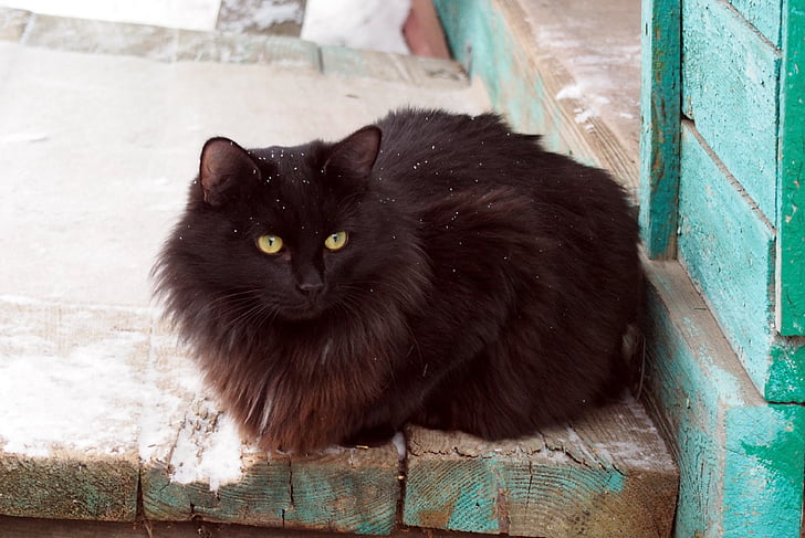 black persian cat with green eyes