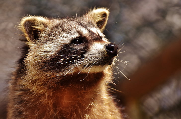 shallow focus photography of brown raccoon
