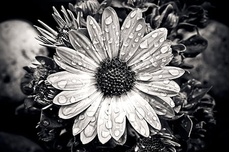 grayscale photography of daisy flower