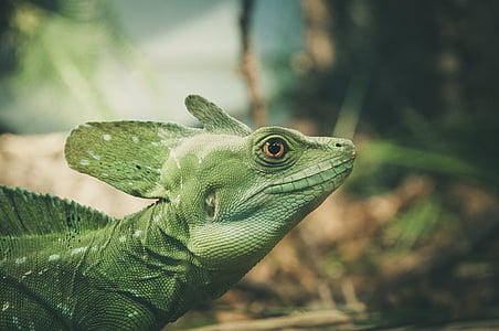 green lizard in shallow focus shot