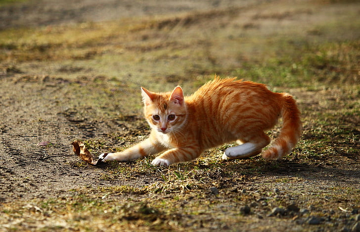 orange tabby cat playing outdoor