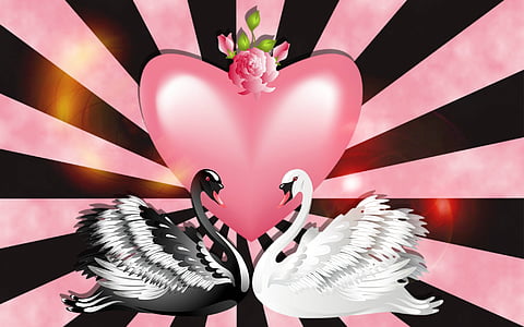 black and white swans beside pink heart illustration