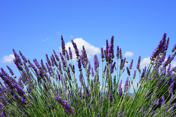 purple flowers under blue sky
