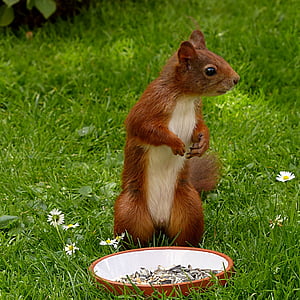 brown squirrel and brown ceramic bowl