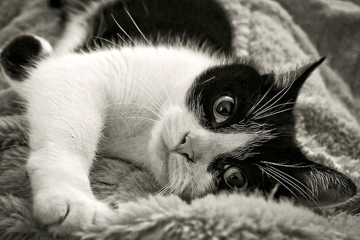 grayscale photography of cat lying on gray textile