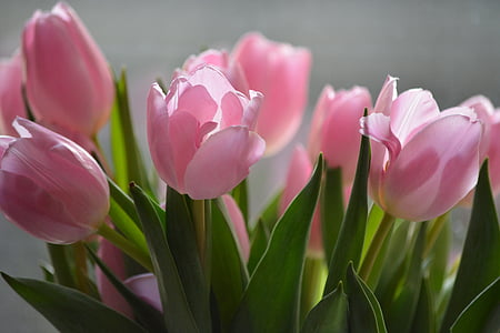 pink tulips in macro photography