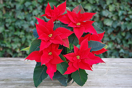 red poinsettia plant