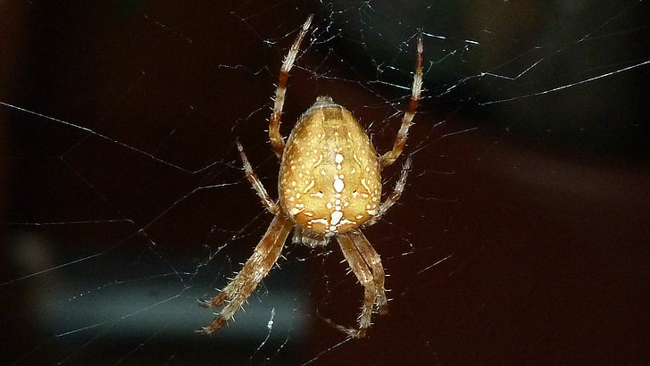 brown spider on spiderweb