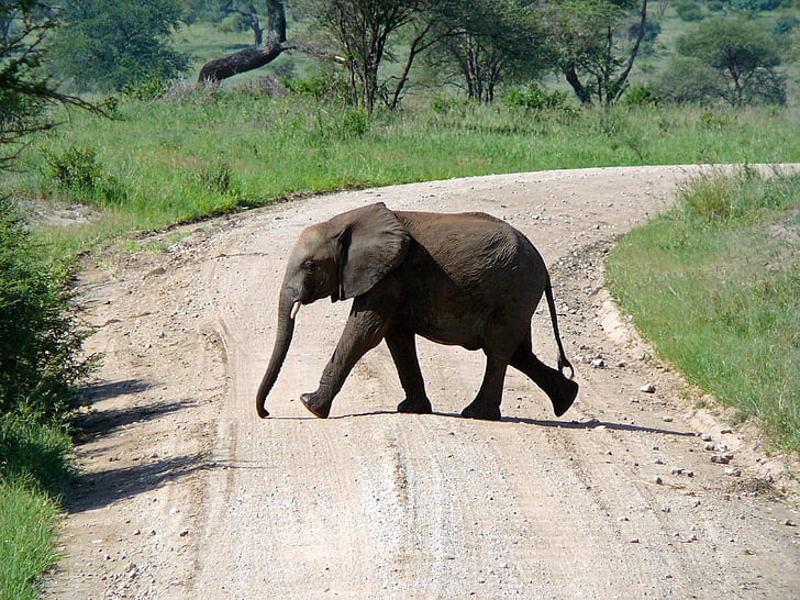 black elephant crossing winding road near trees