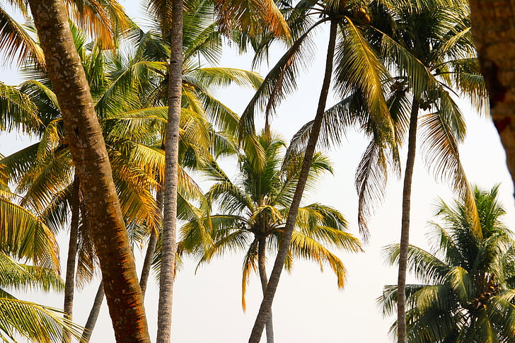 coconut trees under gray sky
