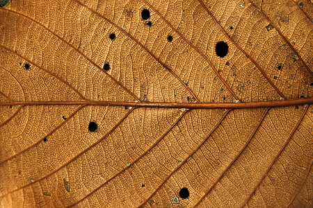 closeup photography of withered leaf