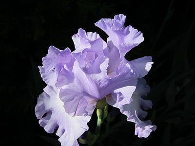 closeup photo purple and white petaled flower