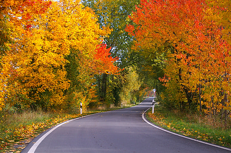 photo of road surrounded by trees