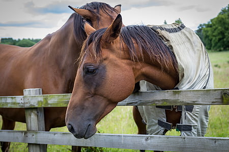 two brown horses near fence