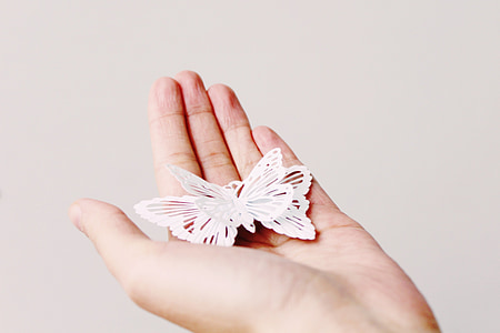 white butterfly decor on person's palm